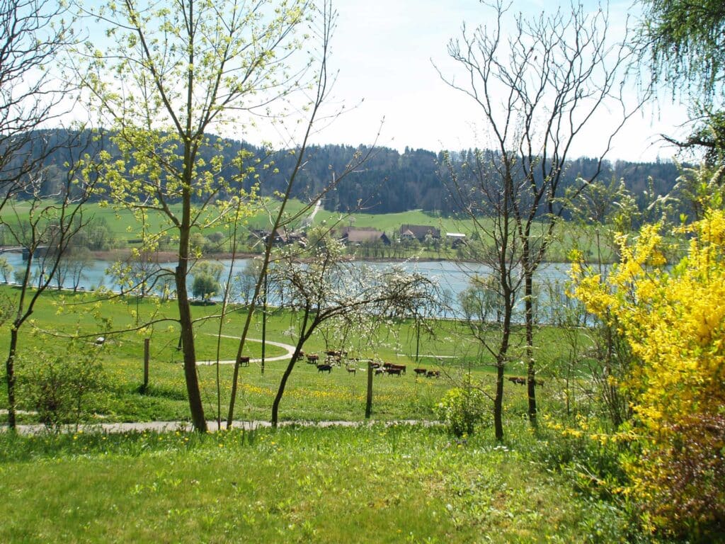 Wiese im Frühling am Wohlensee